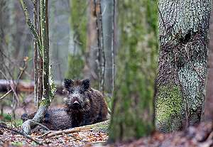 Dziki w Puszczy Białowieskiej