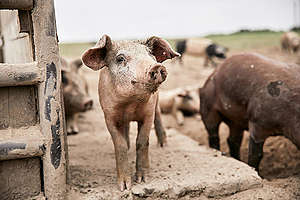 Ekologiczna hodowla świń