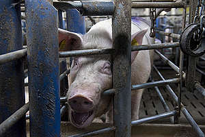 Świnia w przemysłowej hodowli