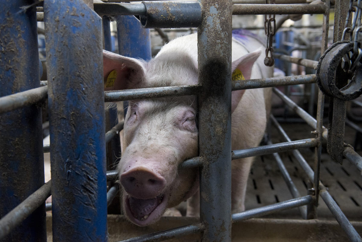 Świnia w przemysłowej hodowli
