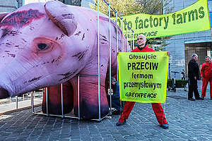 Protest w Brukseli przeciwko fermom przemysłowym