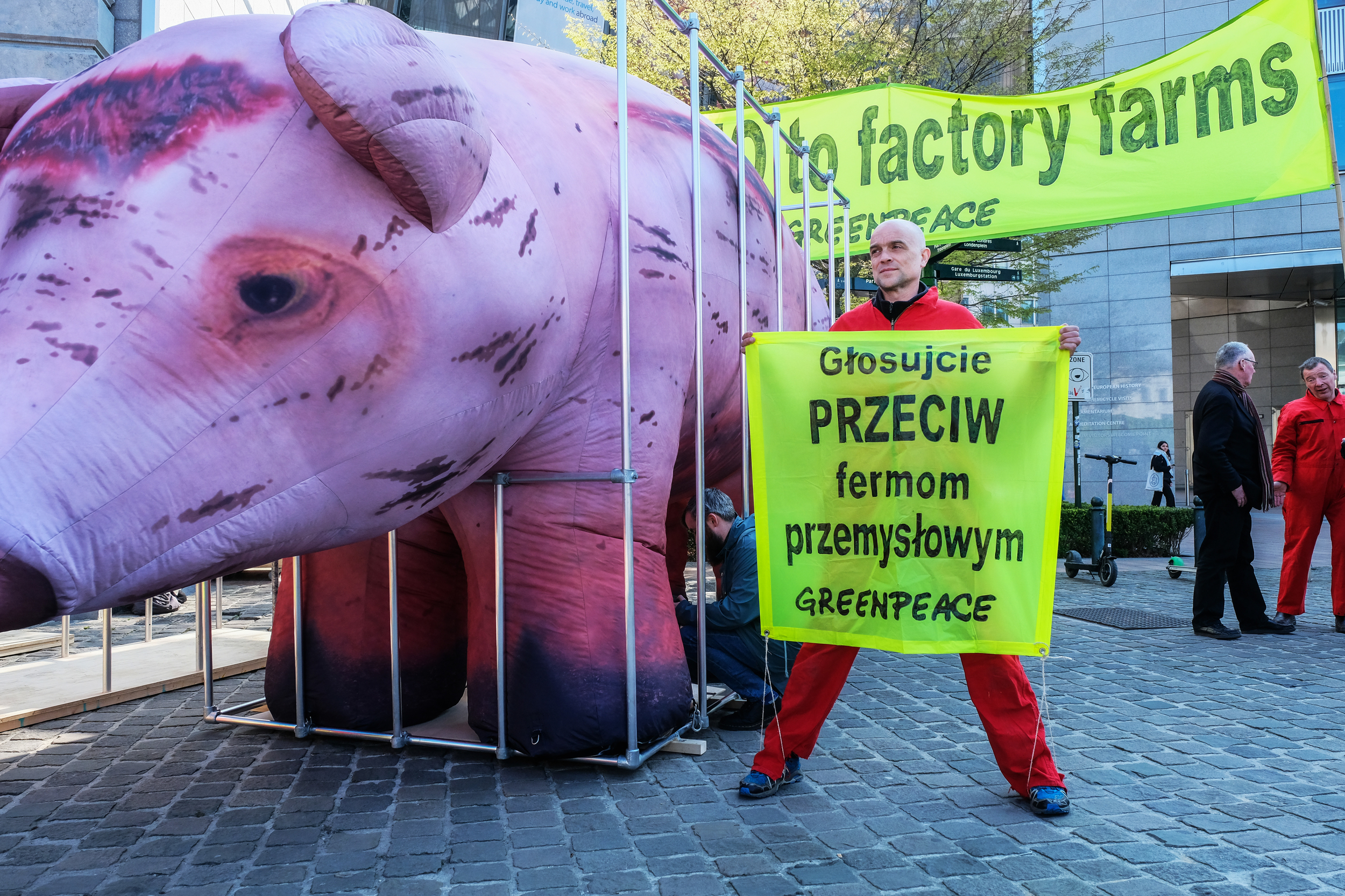 Protest w Brukseli przeciwko fermom przemysłowym