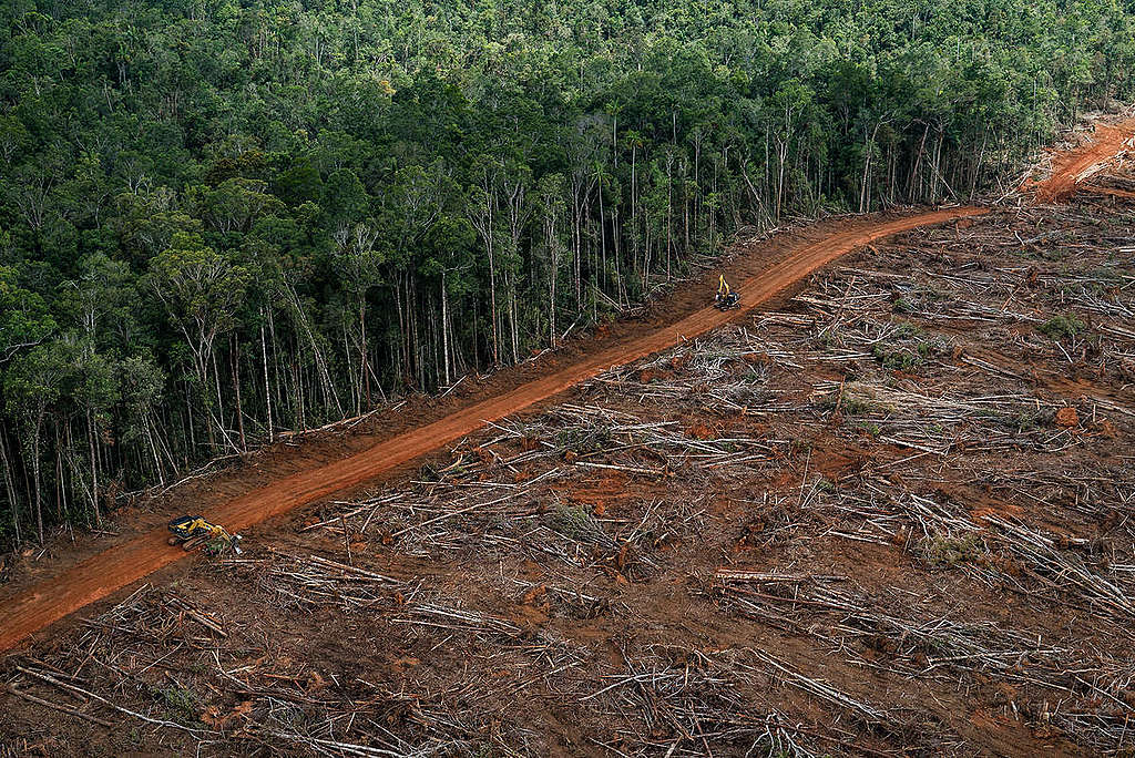 Wyrąb lasów deszczowych pod plantacje palmy olejowej