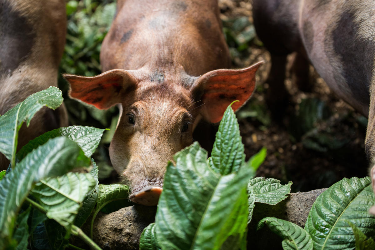 Świnie w gospodarstwie ekologicznym