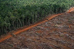 Wycinka lasów deszczowych Papui pod plantację palmy olejowej