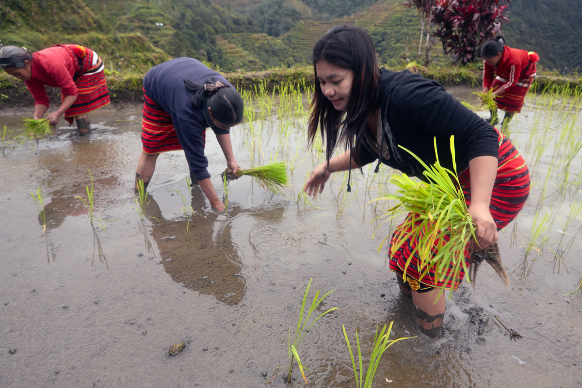 Rice Farmers Planting Rice in the Philippines. © Greenpeace / John Novis