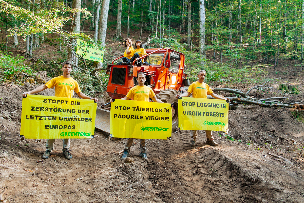 Protest în Masivul Ciucaș împotriva unei exploatări într-o pădure cvasivirgină.