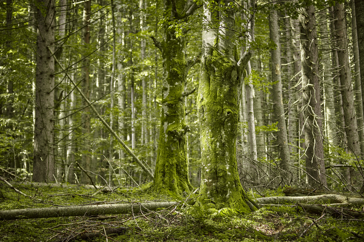 Beauty of the Carpathian Forest in Romania. © Mitja  Kobal / Greenpeace