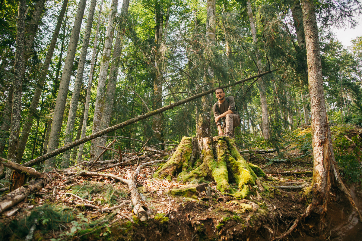 Illegal Logging in the Făgăraș Mountains in Romania. © Cristian Grecu / Greenpeace