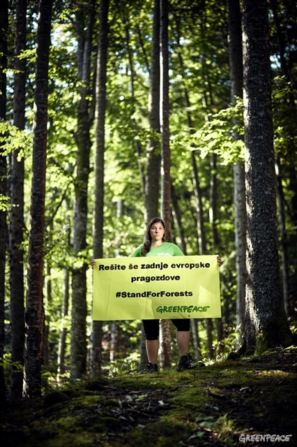 Maja in Romanian forests. (c) M. Kobal / Greenpeace.
