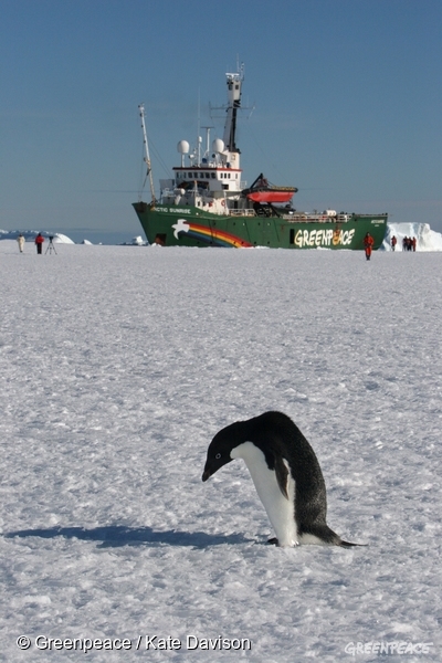 Greenpeaceova ladja Esperanza na Antarkitiki v družbi pingvinov