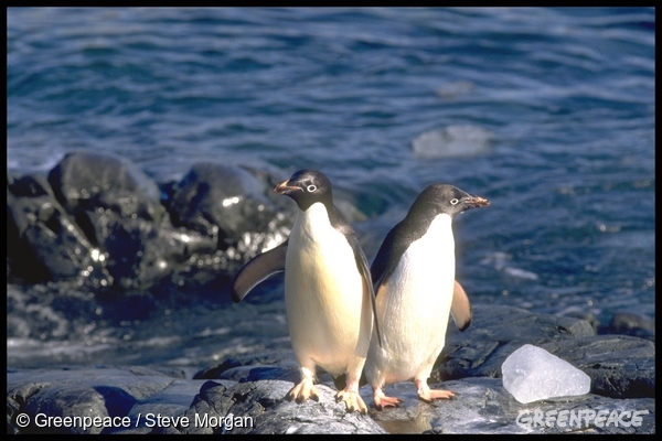 Pingvini na Antarktiki