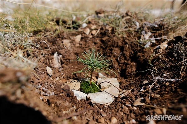 Nova sadika (pogozdovanje) (Foto: Greenpeace)