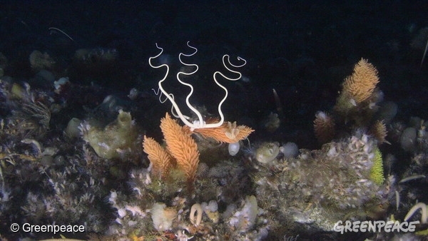 Slika koral pod Antarktiko