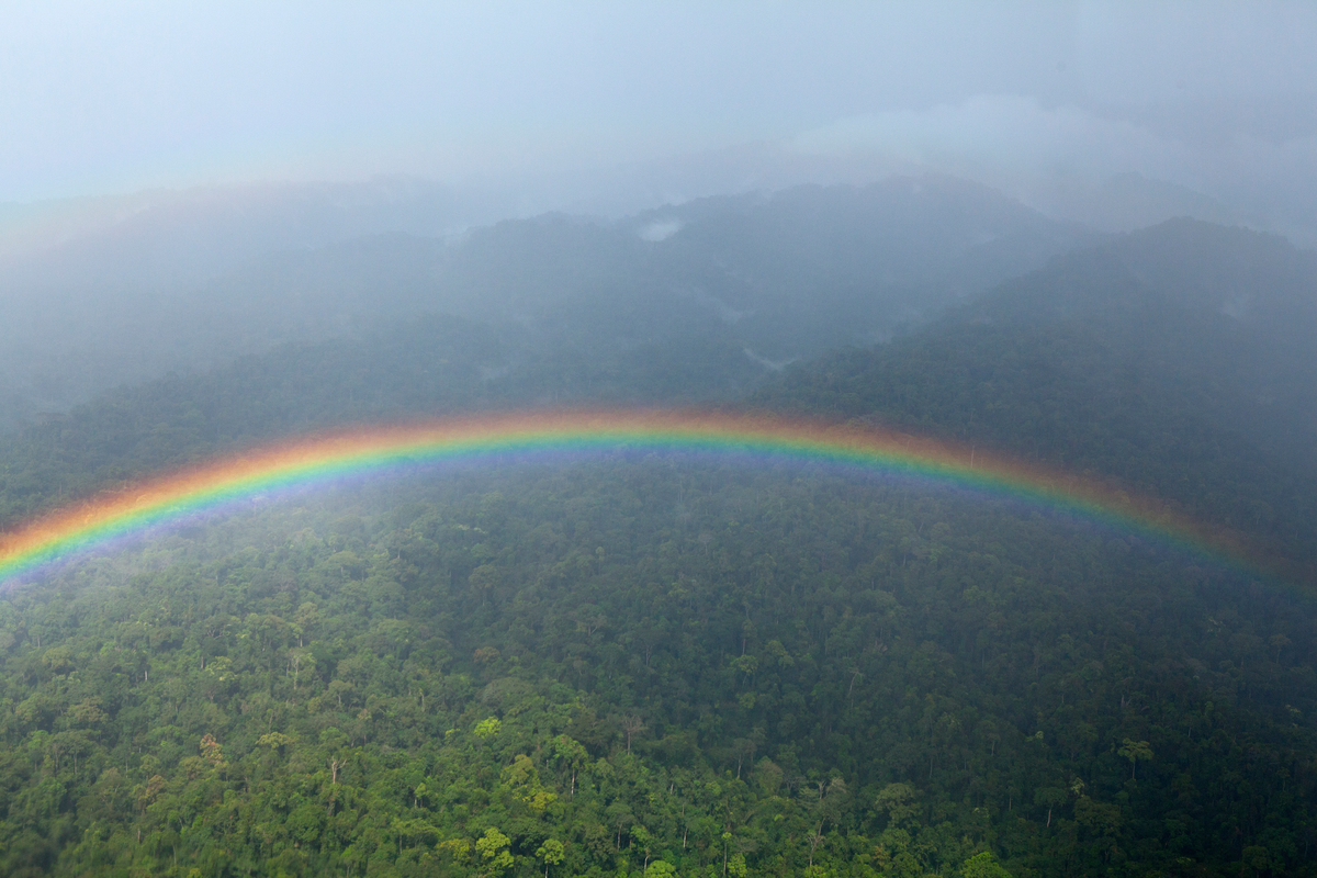 Coastal Rainforest in Cameroon. © Greenpeace / Alex Yallop