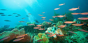 Reef and Tropical Fish in Honiara. © Greenpeace / Paul Hilton
