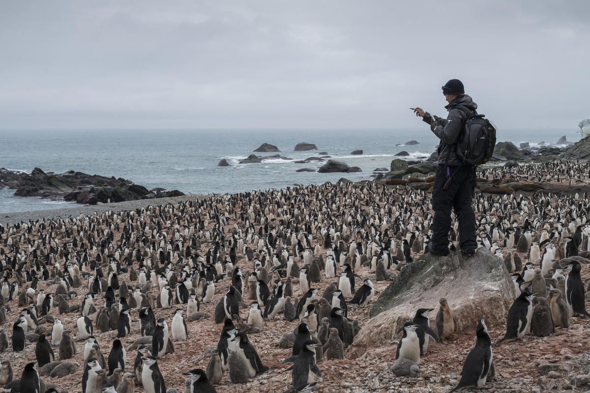 Chinstrap Penguin Survey on Elephant Island in Antarctica. © Christian Åslund / Greenpeace