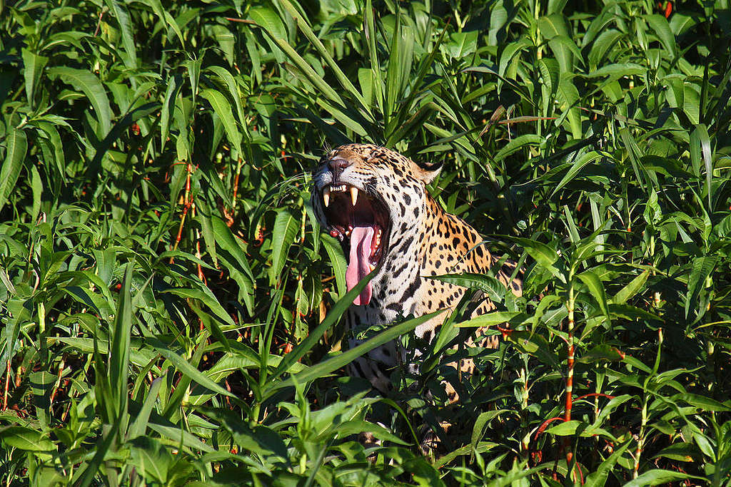 Jaguar in Mato Grosso, Brazil. © Pablo Petracci