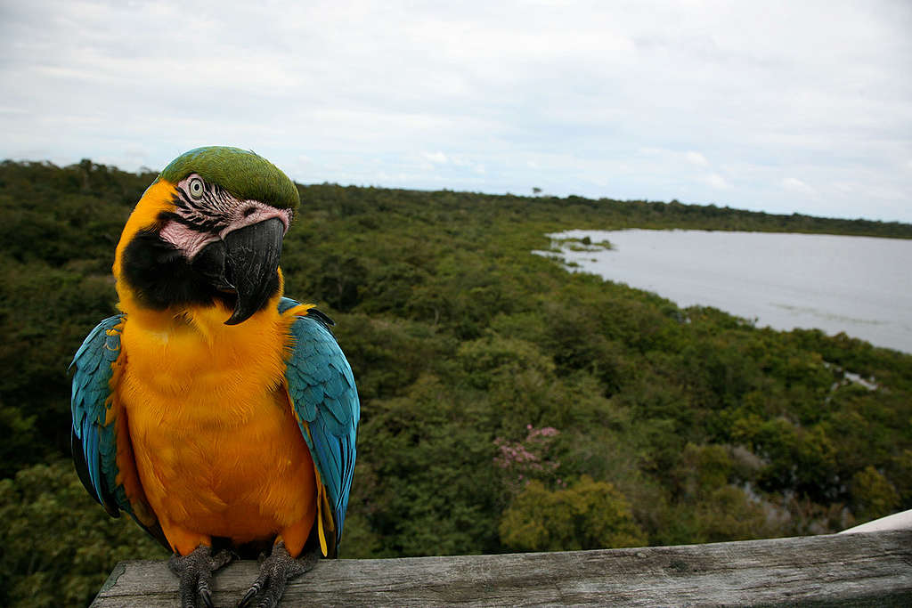 Blue Throated Macao Parrot in Brazil. © Greenpeace / Daniel Beltrá