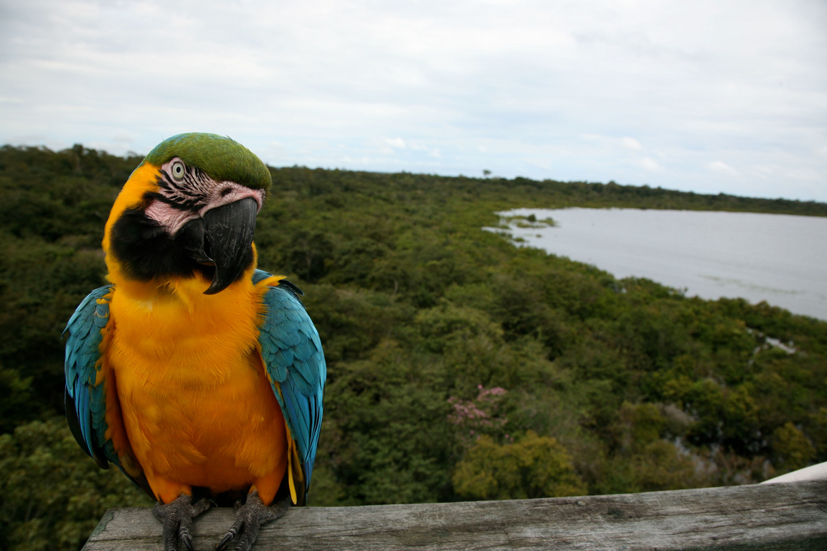 Blue Throated Macao Parrot in Brazil. © Greenpeace / Daniel Beltrá