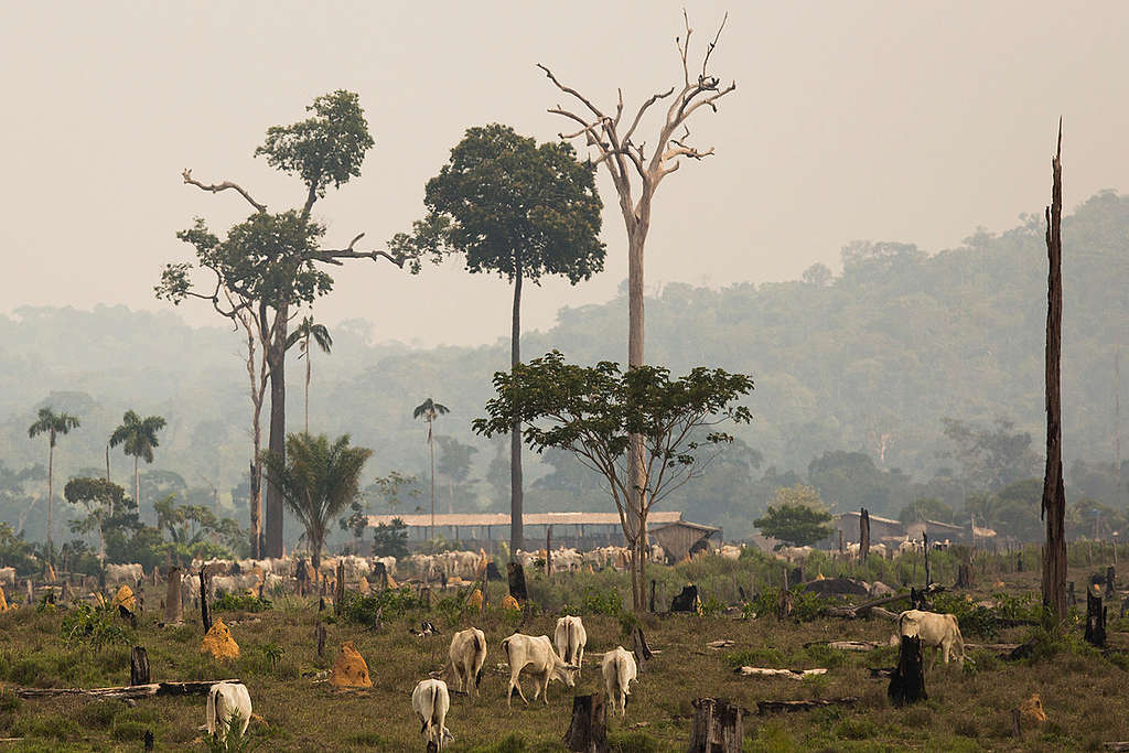 Cattle Raising in the Amazon. © Bruno Kelly / Greenpeace
