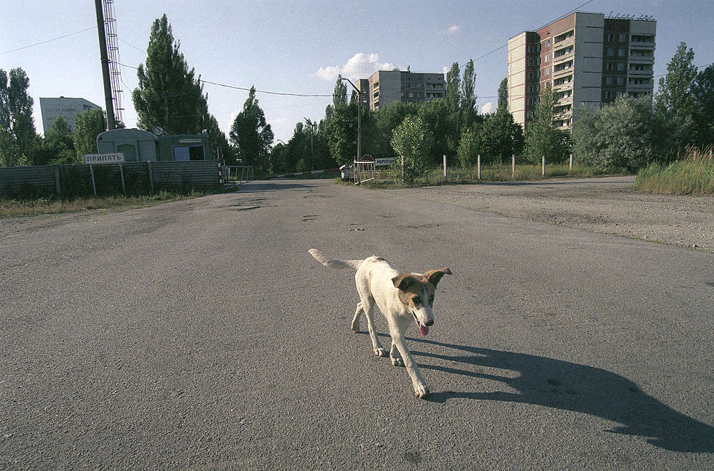 Stray Dog in Pripyat. © Vaclav Vasku / Greenpeace