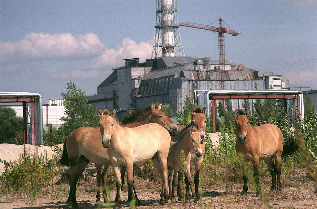 Wild Horses in Pripyat. © Vaclav Vasku / Greenpeace