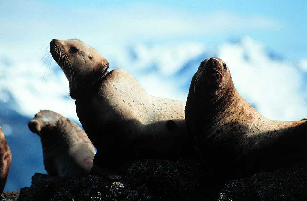 Steller Sea Lions in Alaska. © Greenpeace / Henk Merjenburgh