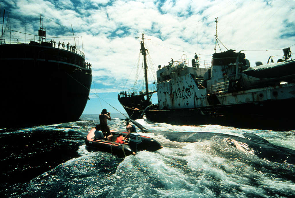 Soviet Whaling Action in North Pacific. © Greenpeace / Rex Weyler