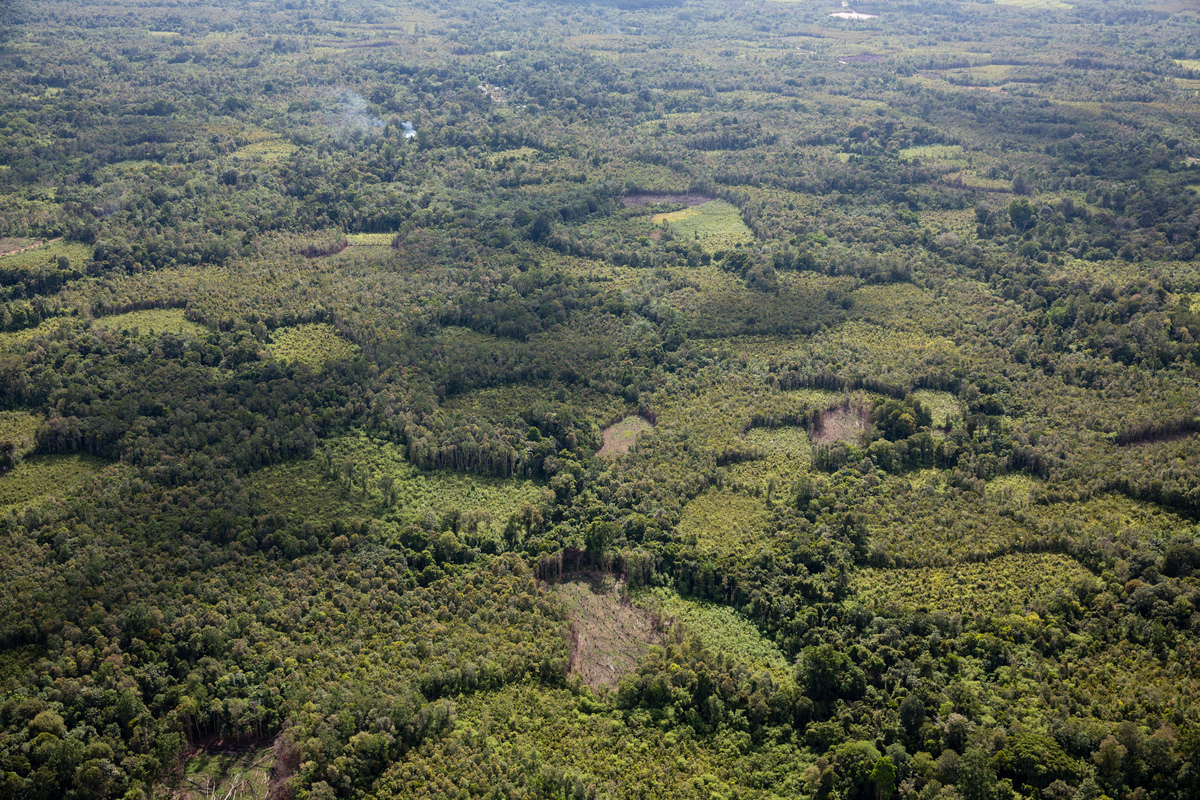 Clearance of High Carbon Stock (HCS) Forest Area in West Kalimantan. © Kemal Jufri / Greenpeace