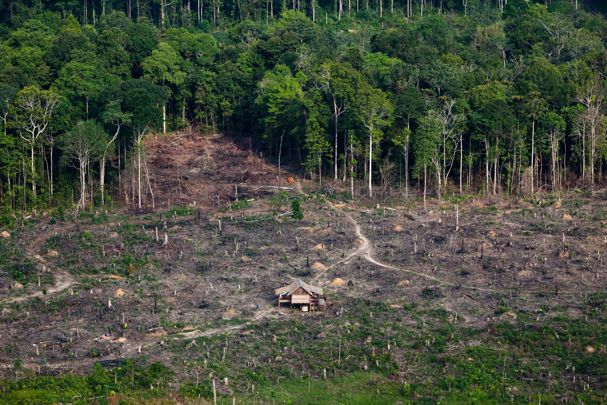 Deforestation in Sumatra. © Daniel Beltrá / Greenpeace