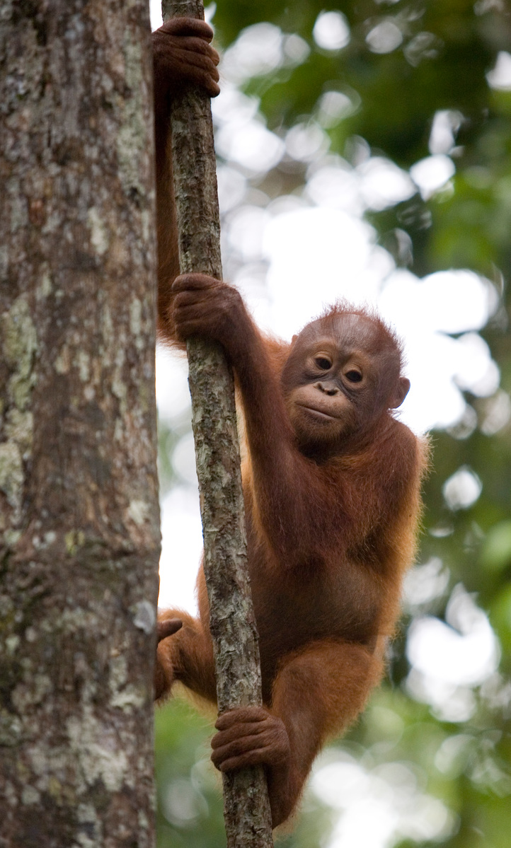 Orangutan at Borneo Orangutan Survival Foundation. © Greenpeace / Natalie Behring