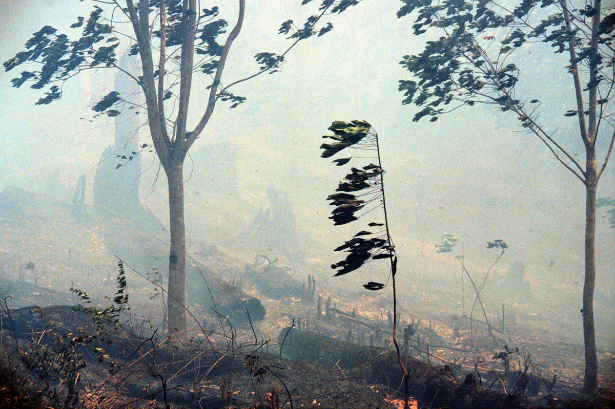 Forest fires in east Kalimantan, Indonesia. © Greenpeace / Steve Morgan