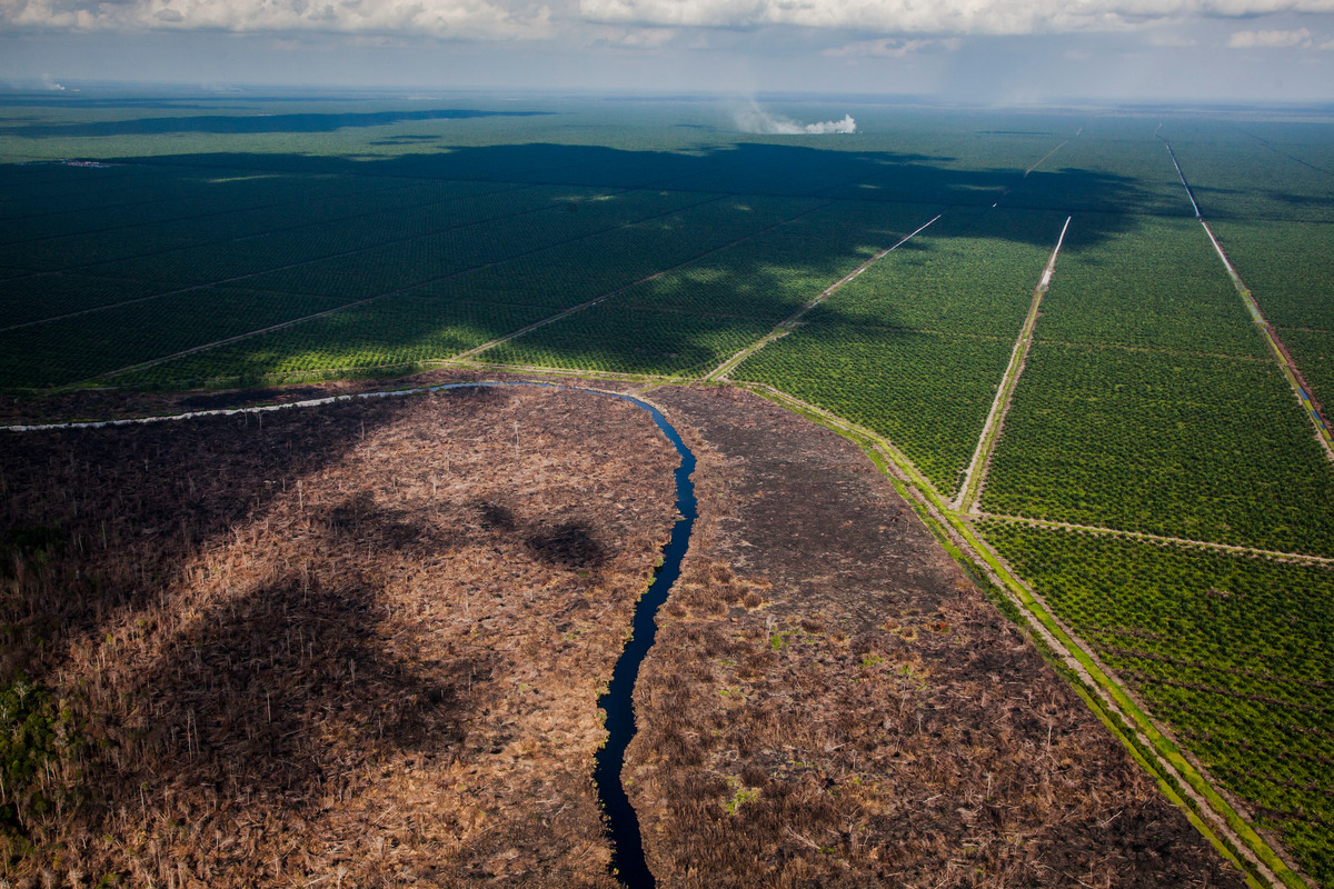 Oil Palm Plantation in Riau. © Ulet  Ifansasti / Greenpeace