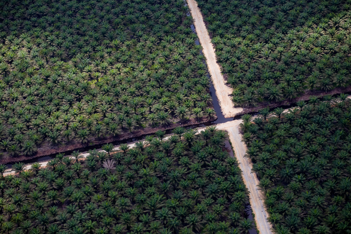 Palm Oil Plantations. © Greenpeace / Daniel Beltrá