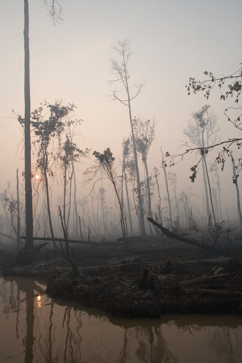 Aftermath of Forest Fire on the Kapuas River. © Greenpeace / Natalie Behring