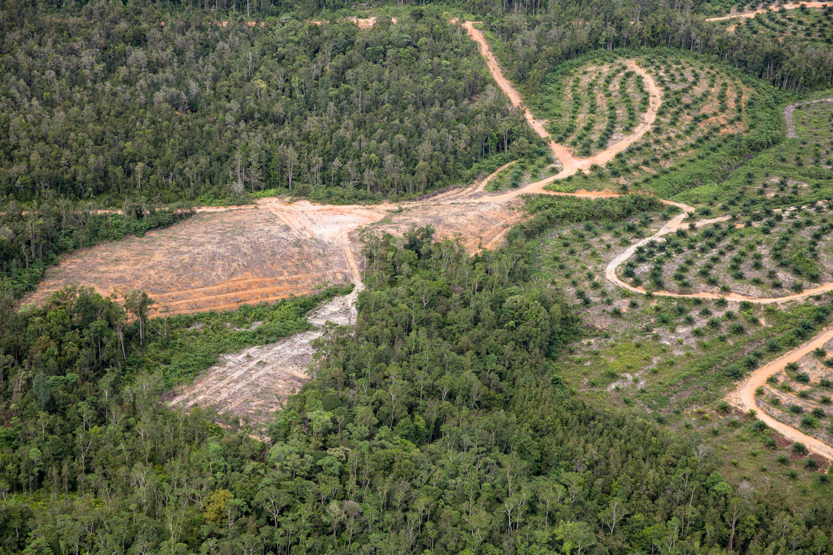 GAR Palm Oil Plantation in West Kalimantan. © Kemal Jufri / Greenpeace