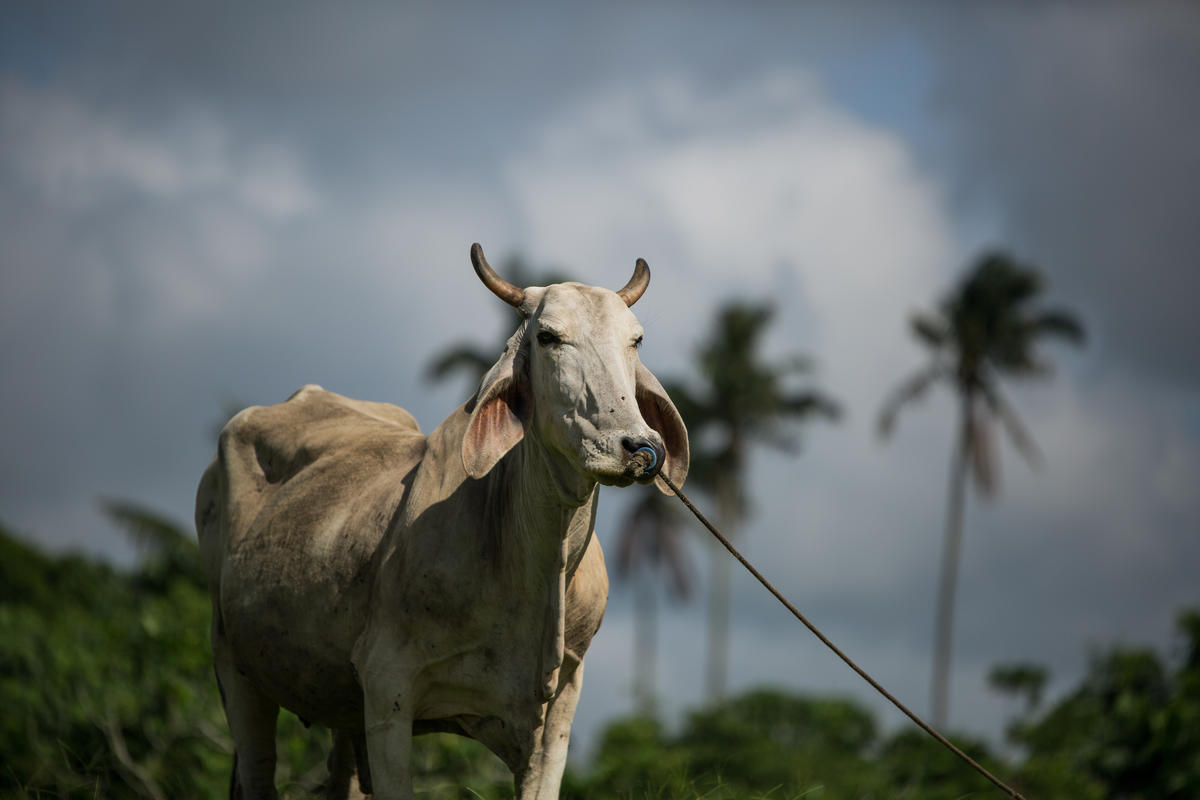 Livestock in Silang, Philippines. © Geric Cruz / Greenpeace