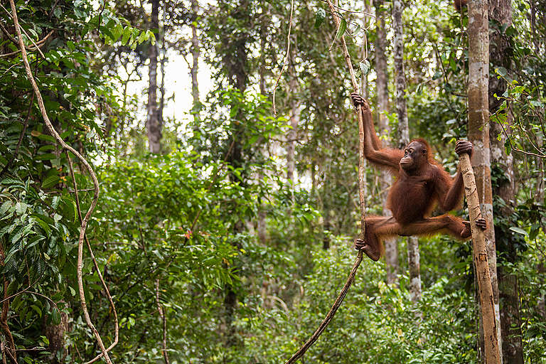 10 Amazing Facts About Orangutans - Greenpeace Southeast Asia