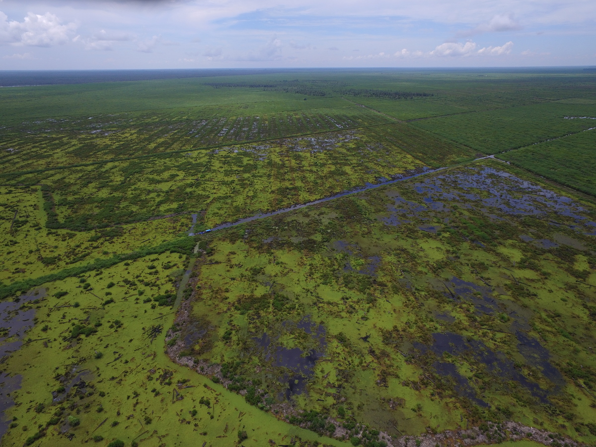 IOI Oil Palm Concession in West Kalimantan. © Bjorn Vaugn / Greenpeace