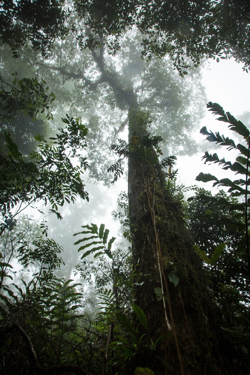 Huge Trees in Rainforest in Indonesia. © Nathalie Bertrams / Greenpeace
