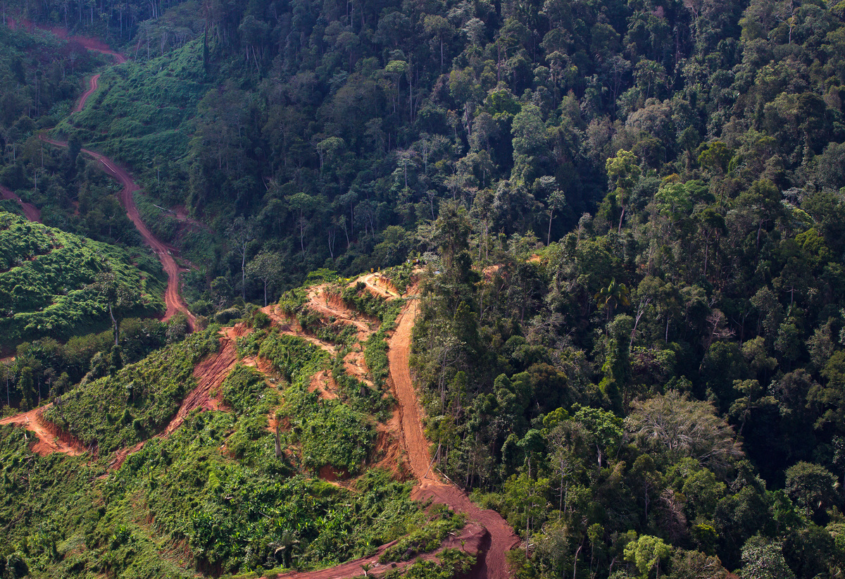 Wilmar International Palm Oil Concession in Jambi. © Paul Hilton / Greenpeace