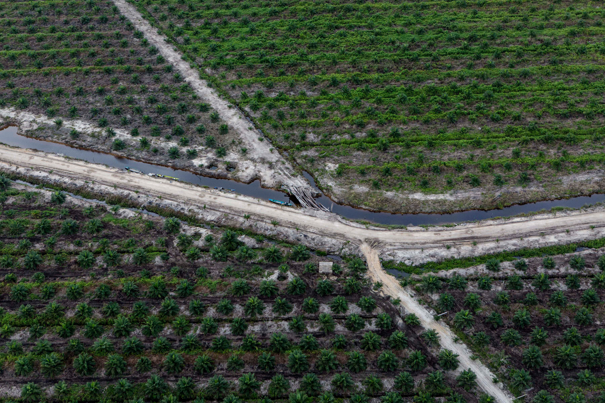 IOI oil palm plantation. © Ulet  Ifansasti / Greenpeace