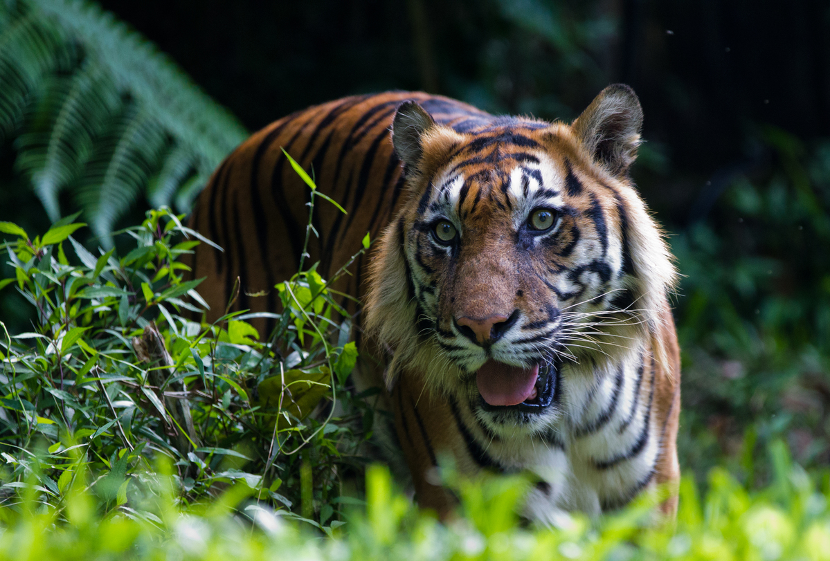 Sumatran tiger at Taman Safari Park. © Paul Hilton / Greenpeace