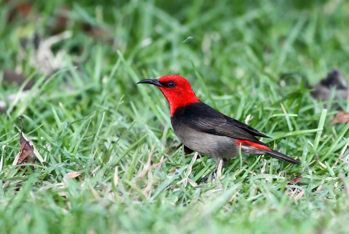 New Bird Species Discovered in Indonesia. © Greenpeace / Filip Verbelen