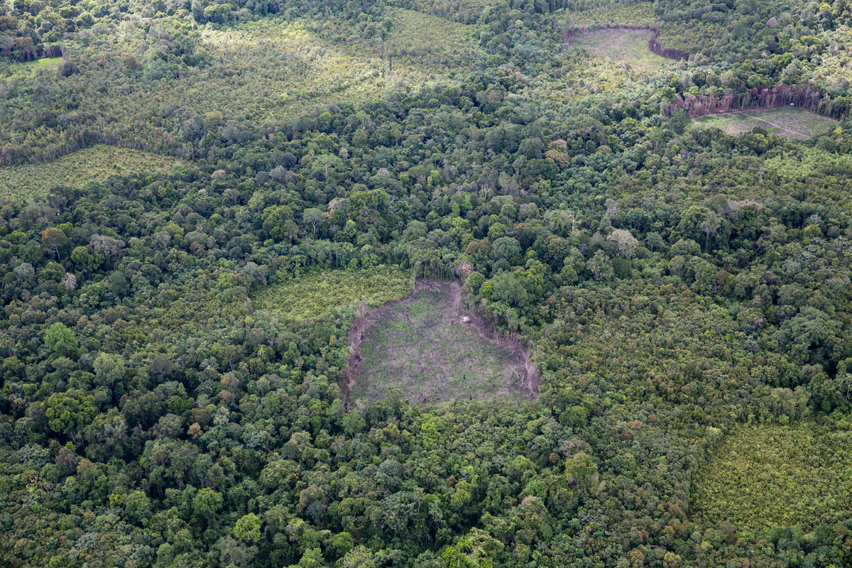 Clearance of High Carbon Stock (HCS) Forest Area in West Kalimantan. © Kemal Jufri / Greenpeace