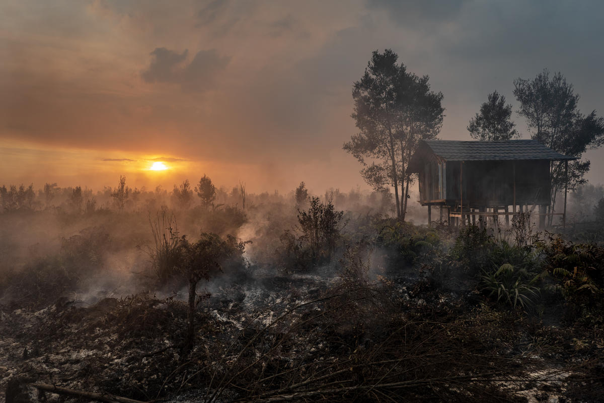 Forest Fires in Pulang Pisau, Central Kalimantan. © Ulet  Ifansasti / Greenpeace