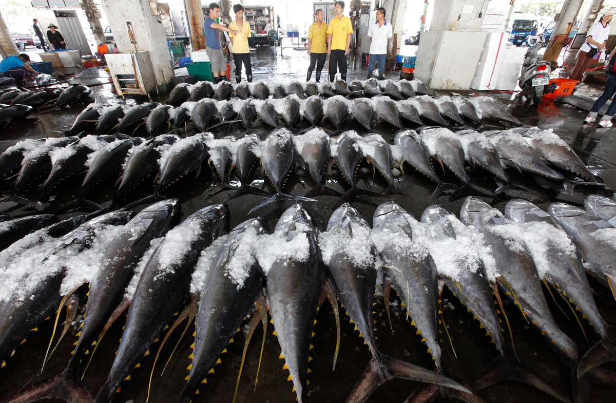Tuna at Fish Market in Taiwan. © Alex Hofford / Greenpeace