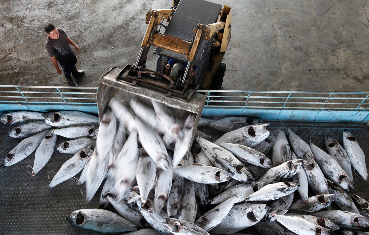 Fish Market in Taiwan. © Alex Hofford / Greenpeace