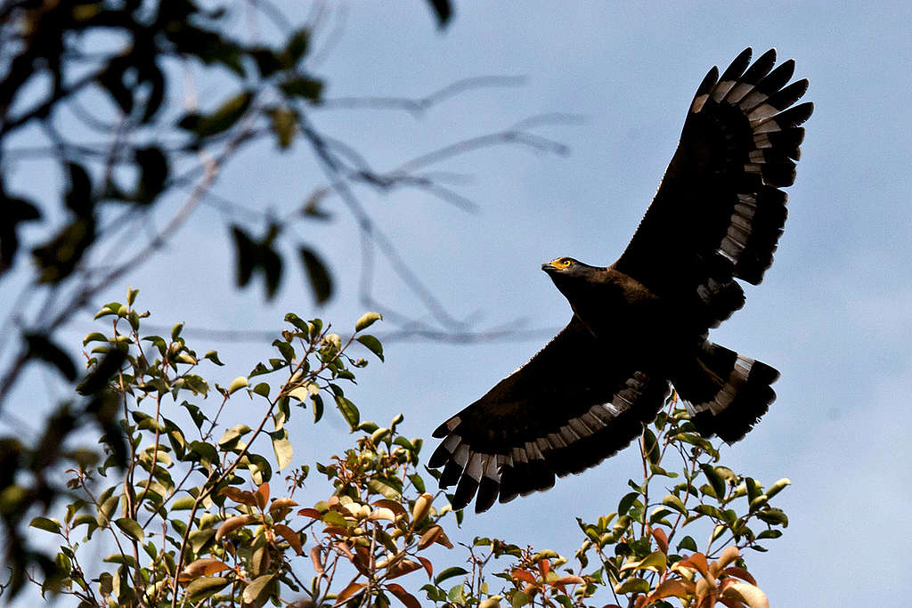 Eagle at Tanjung Puting National Park. © Ulet  Ifansasti / Greenpeace